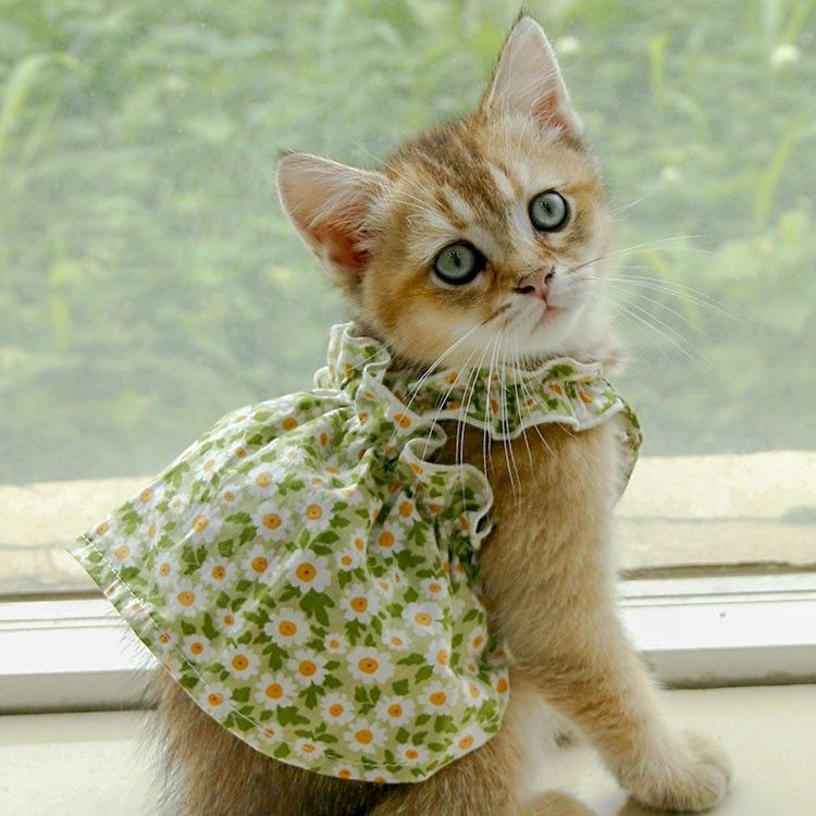 Pet Fashion Spring Floral Mini Frock - Cocoa Paws Collective